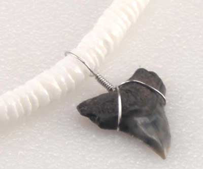 White Pukka Necklace with Shark Tooth accent